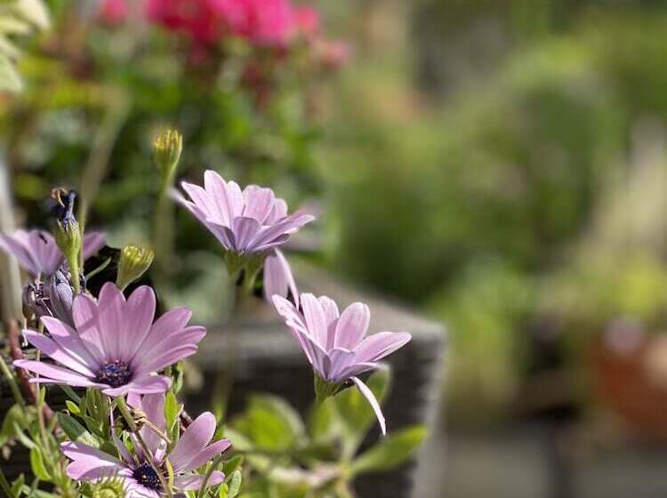 هتل Cascade Superior