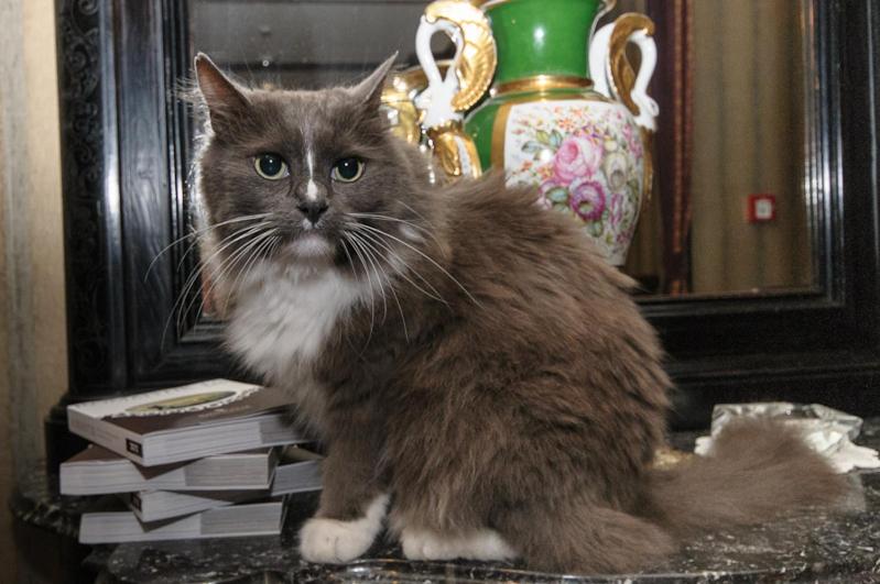 Schloßhotel Kurfürstliches Amtshaus Dauner Burg