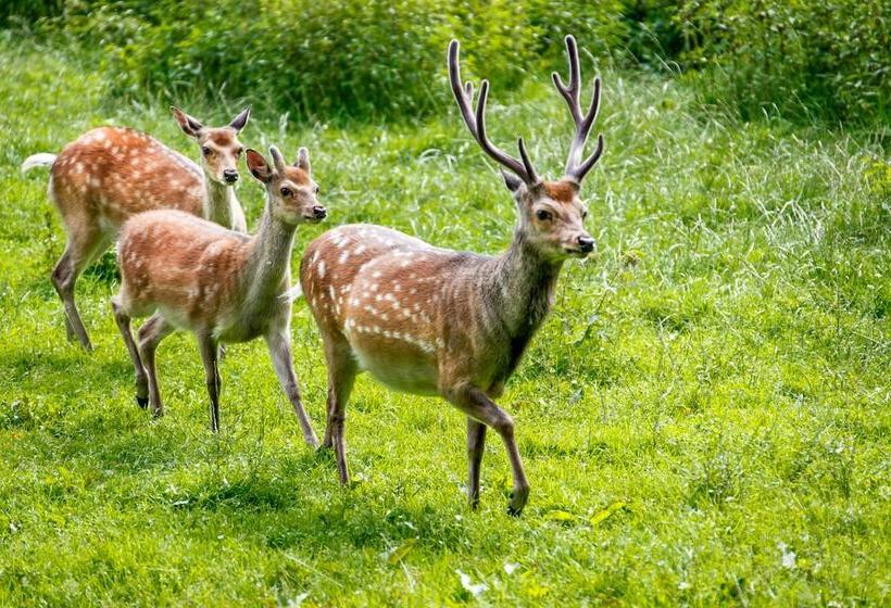 בית מלון כפרי Gut Schmelmerhof