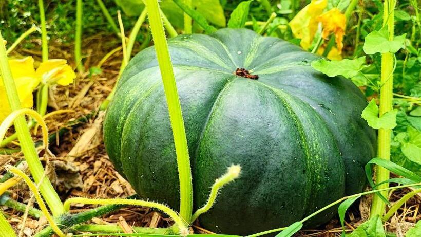 Logis Grand Hotel Pelisson