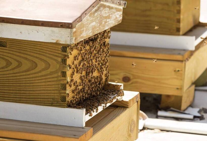 هتل The Admiral, Downtown Historic District