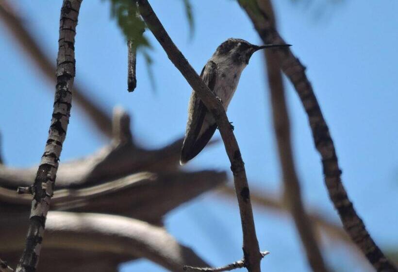 Westward Look Wyndham Grand Resort & Spa