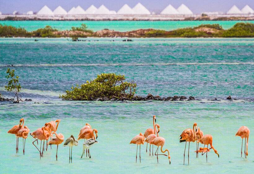 Van Der Valk Plaza Beach & Dive Resort Bonaire
