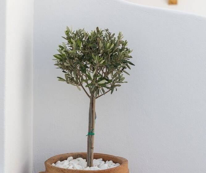 Elena Hotel Mykonos