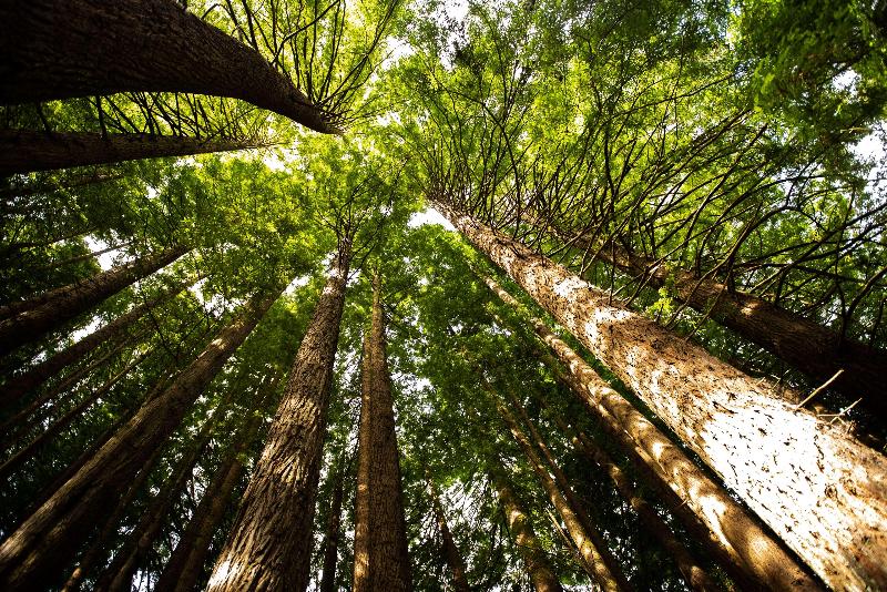 Apollo Bay Motel & Apartments, BW Signature Collection