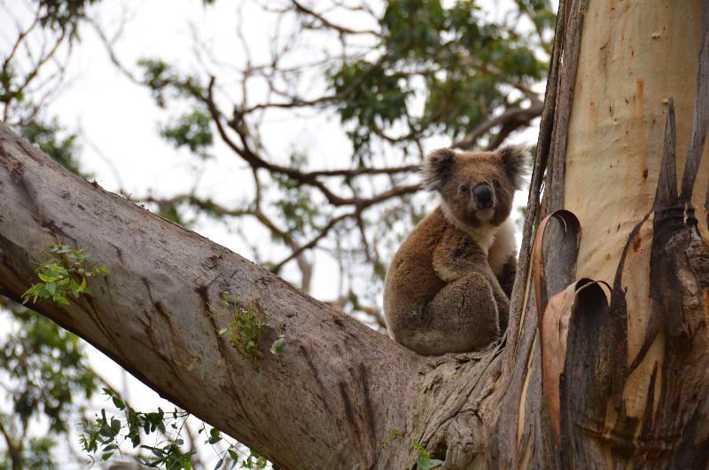 Apollo Bay Motel & Apartments, BW Signature Collection