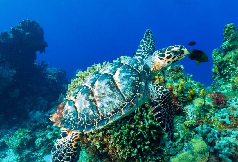 هتل Occidental Cozumel   All Inclusive