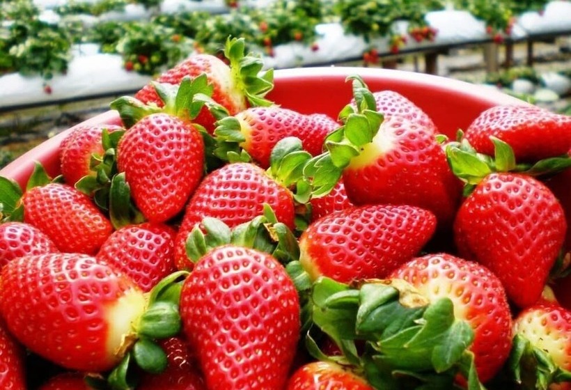 استراحتگاه Copthorne Hotel Cameron Highlands
