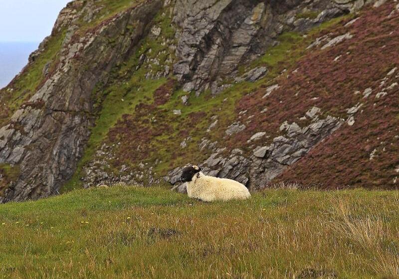 The Island Bear B&b