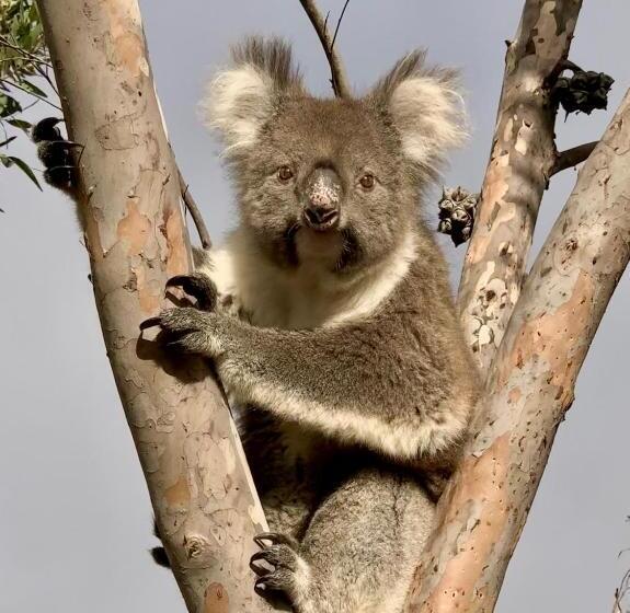 Emu Bay Holiday Homes
