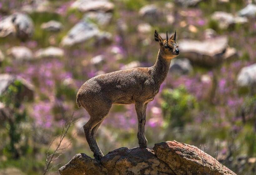 בית מלון כפרי Simbavati Cederberg Ridge