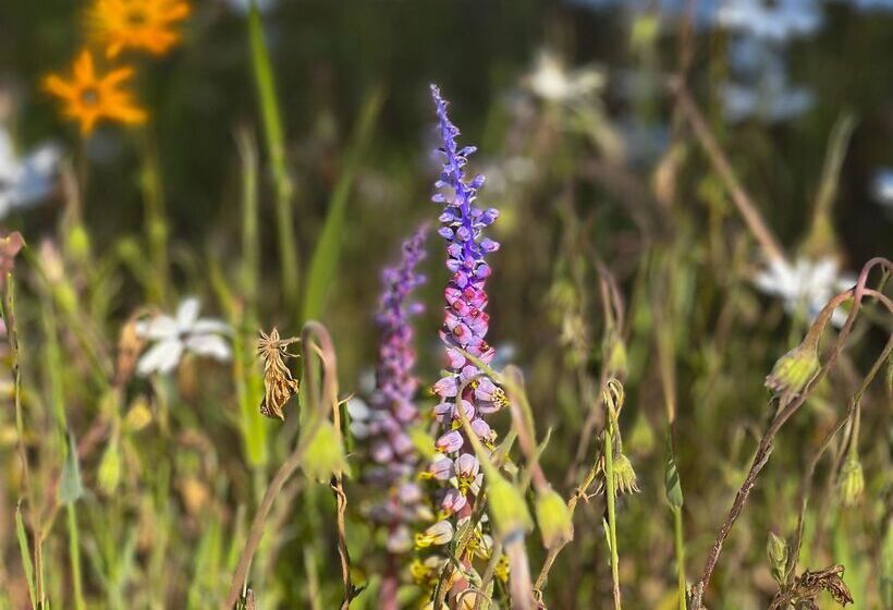 בית מלון כפרי Simbavati Cederberg Ridge