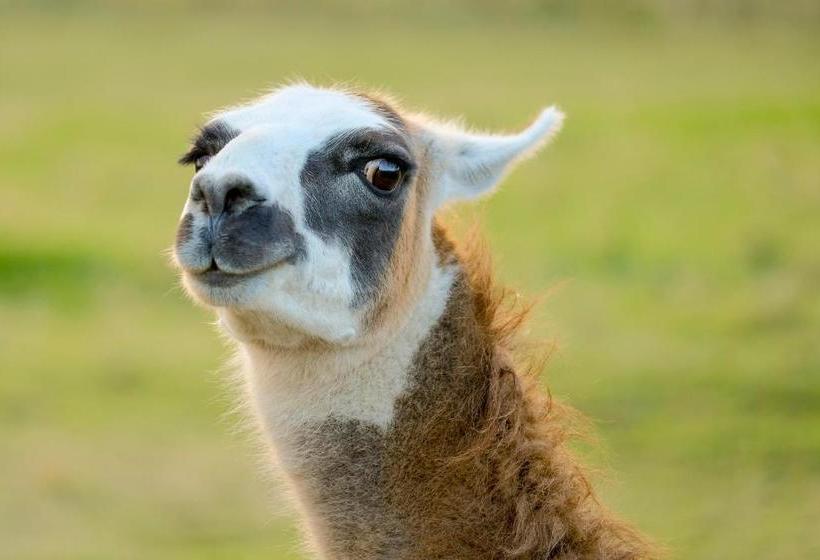 ホテル The Saracens Head