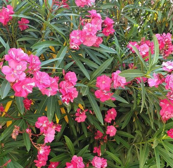 تختخواب و صبحانه La Villa Des Sens