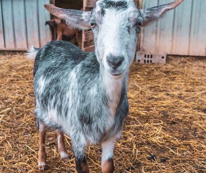 펜션 Chateau Saint Roux Le Lucle Cannet Des Maures