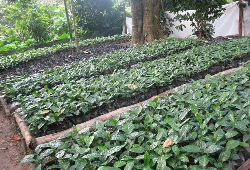 مسافرخانه Finca San Rafael   Cafe Y Cacao