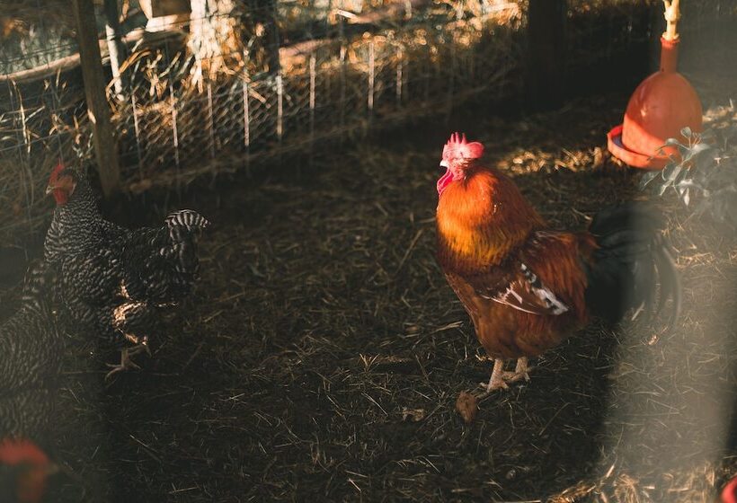 تختخواب و صبحانه Bella Manga Country Escape