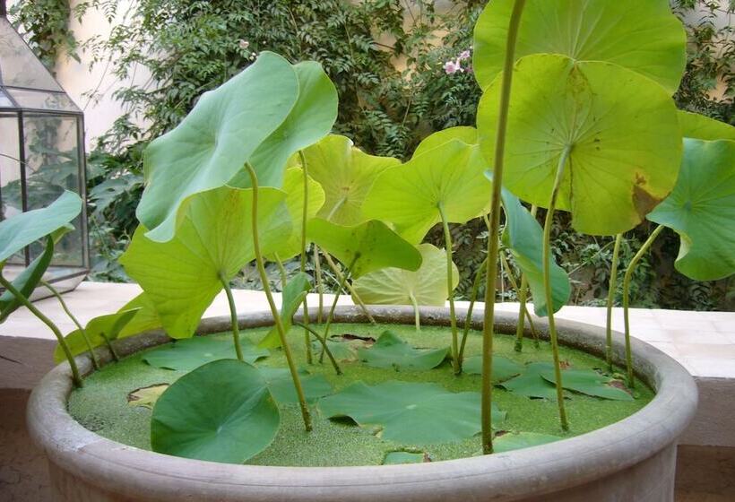 تختخواب و صبحانه Dar Zahia