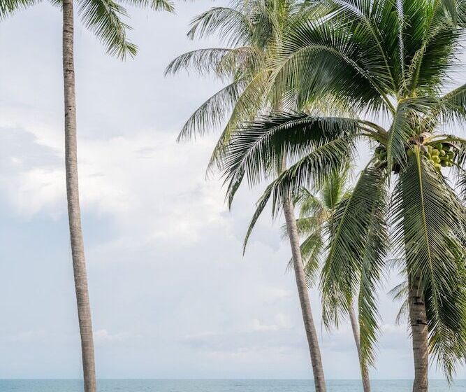استراحتگاه Centara Reserve Samui