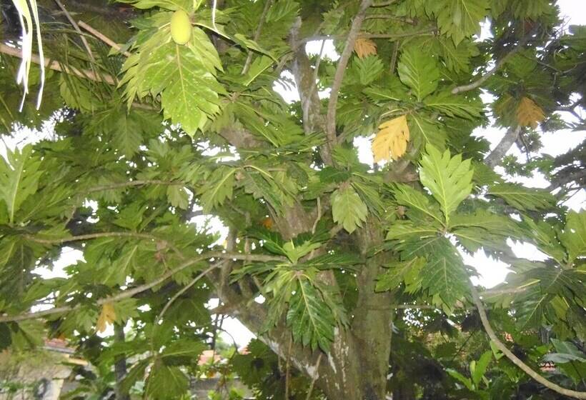 Mama S Villa By Taprobane Hostel