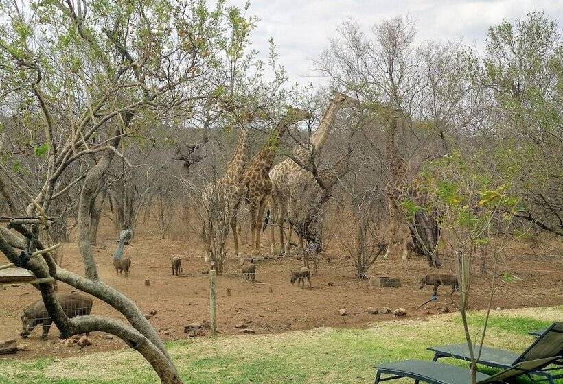 בית מלון כפרי Call Of The Wild Lodge