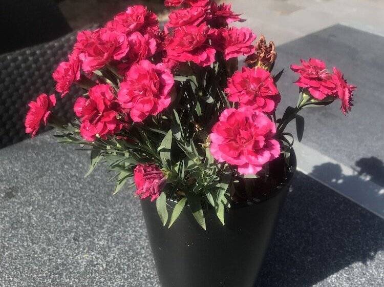 צימר Hilmors Overnatning