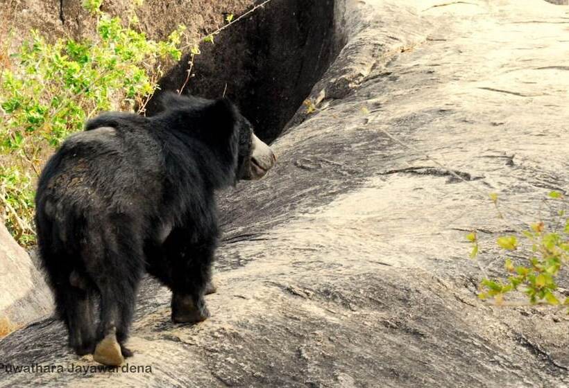 호텔 Back Of Beyond Dune Camp Yala