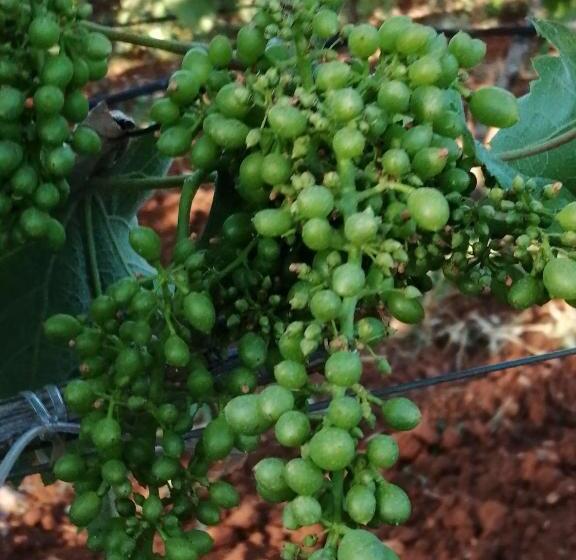 فندق ريفى Agriturismo Tenuta Perruzzi