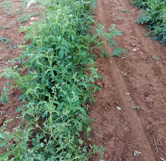 فندق ريفى Agriturismo Tenuta Perruzzi