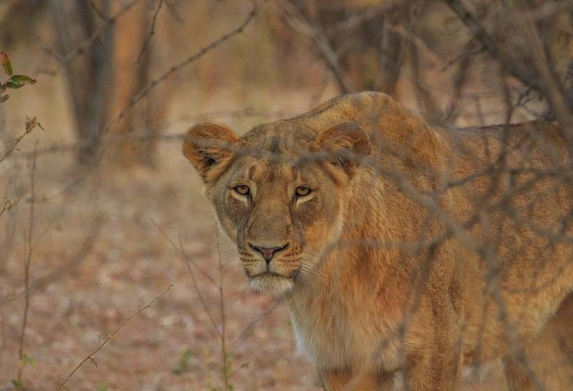 ホテル Kaingo Game Reserve
