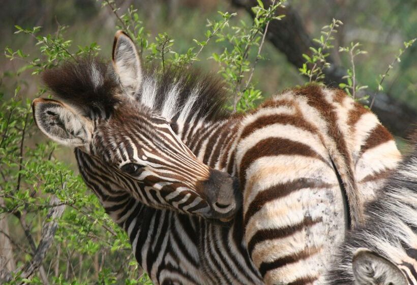 فندق Karongwe Portfolio   Becks Safari Lodge