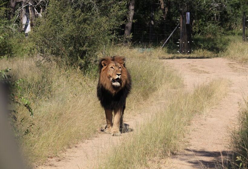 فندق Karongwe Portfolio   Becks Safari Lodge