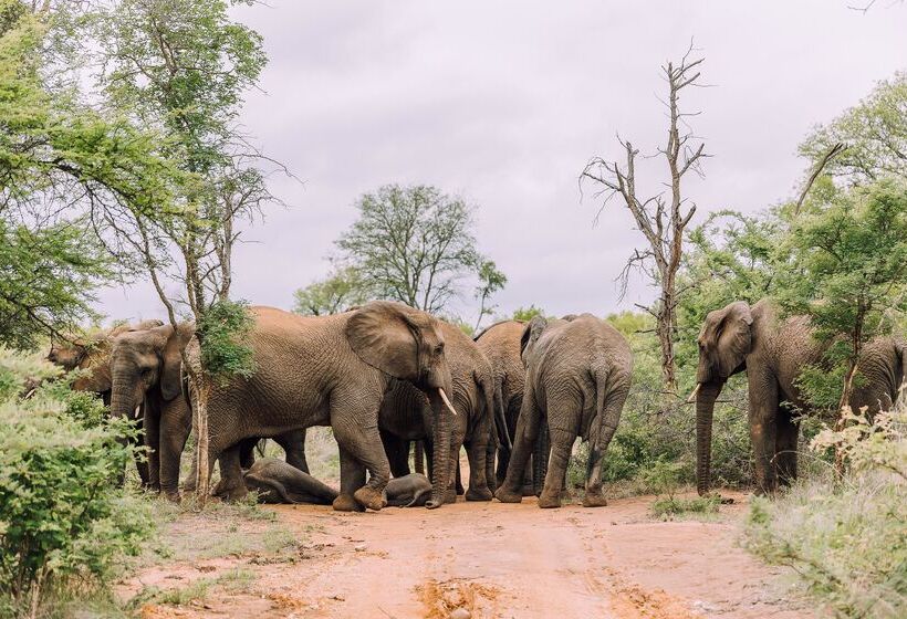 فندق Karongwe Portfolio   Becks Safari Lodge
