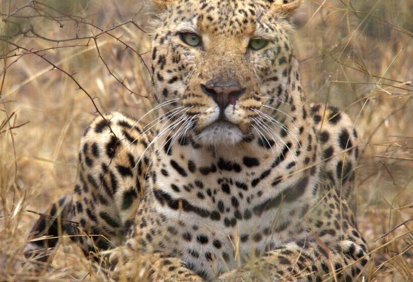 فندق Karongwe Portfolio   Becks Safari Lodge