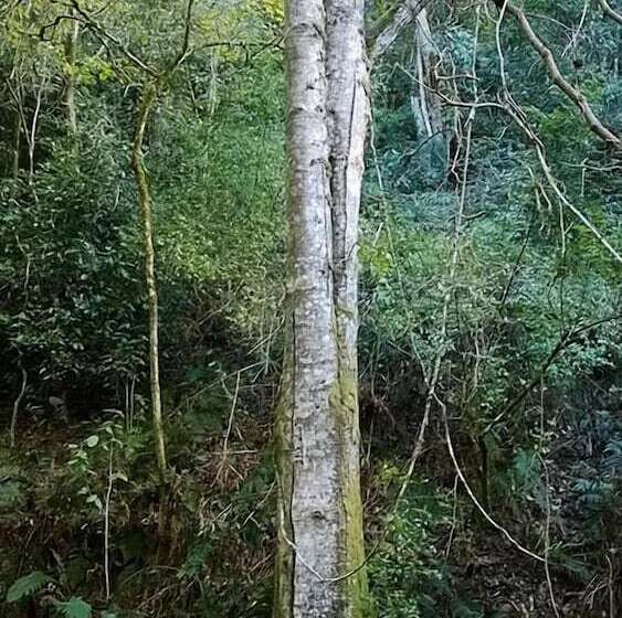 هتل Green Hills Forest Lodge