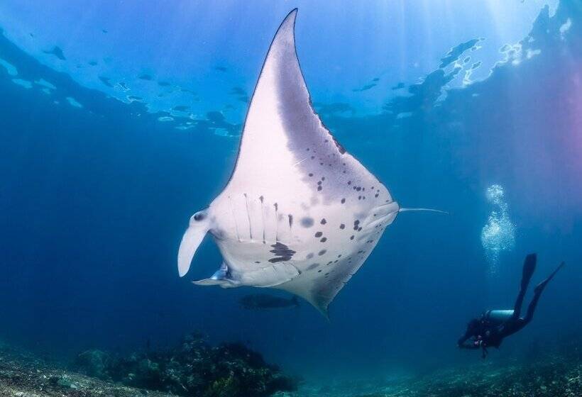 هاستل Dragon Dive Komodo Dive Resort