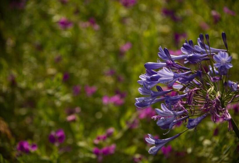 ホテル Carmel River Inn