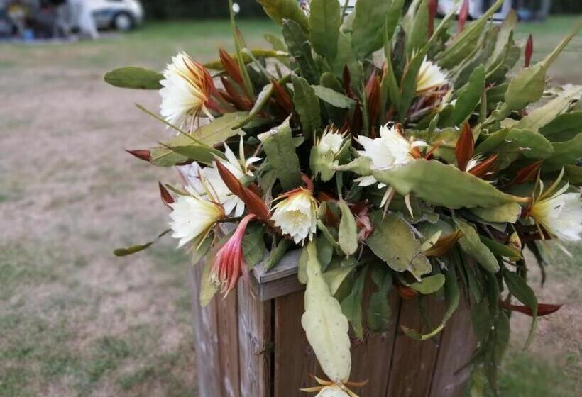 تختخواب و صبحانه Veenemaat