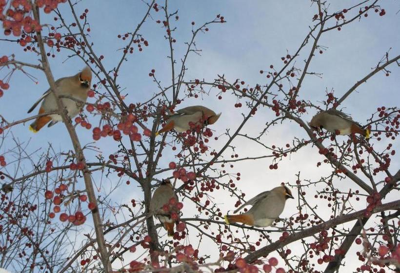 تختخواب و صبحانه Copper Whale Inn