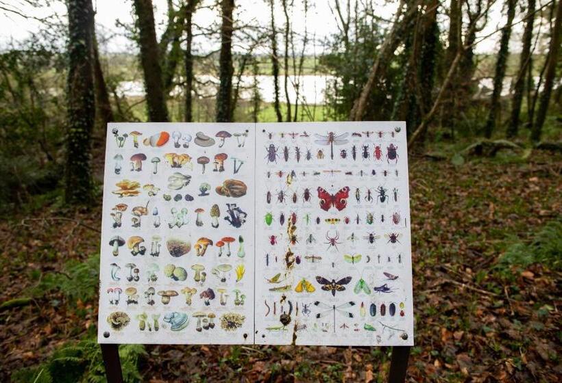 بنسيون Dromard House