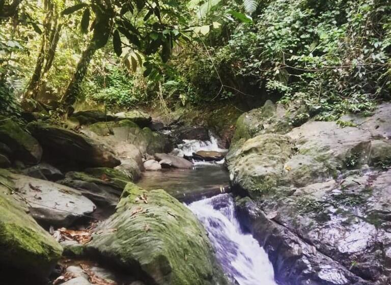 پانسیون Sumatra Cheeky Monkeys