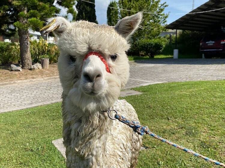 Quito Airport Suites Hotel