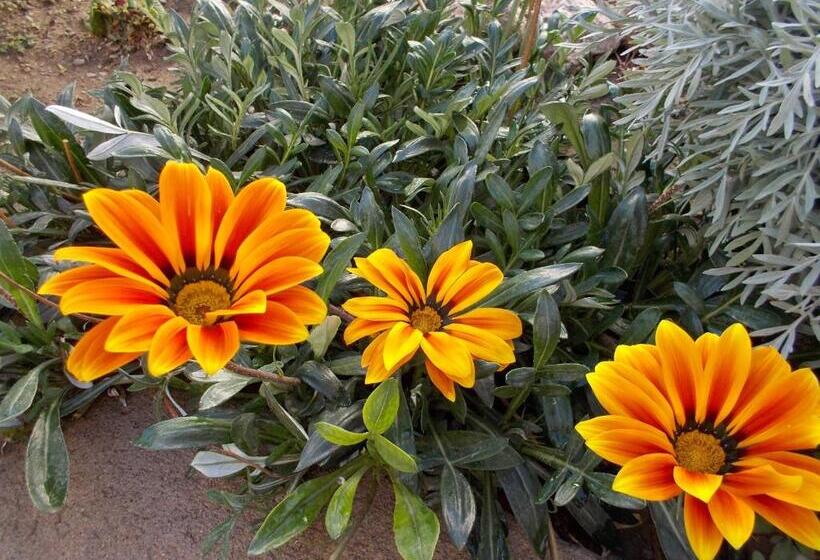 هاستل Divina Presencia