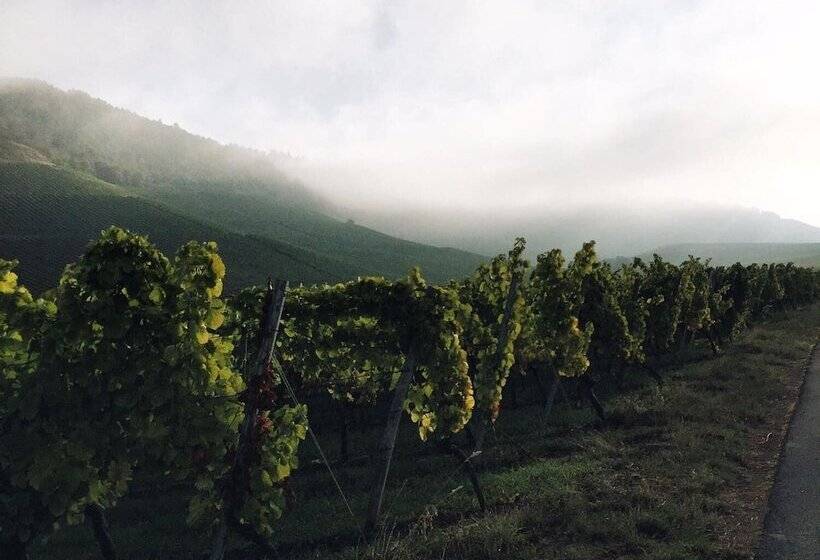 Пансион Weingut Gastehaus Weigand