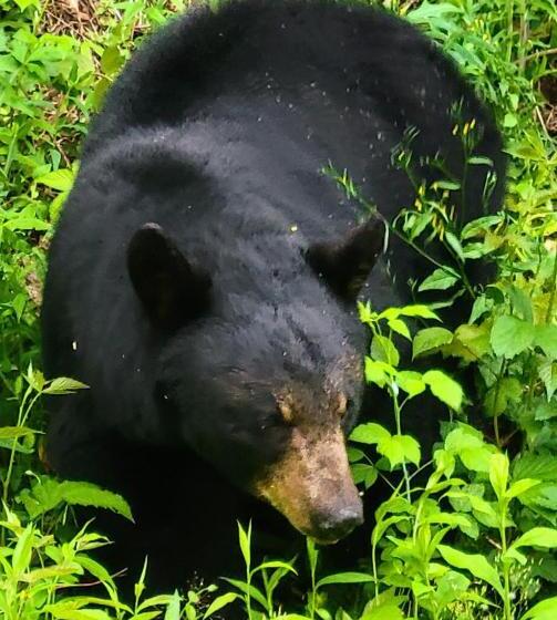 בית מלון כפרי Glenstone Lodge