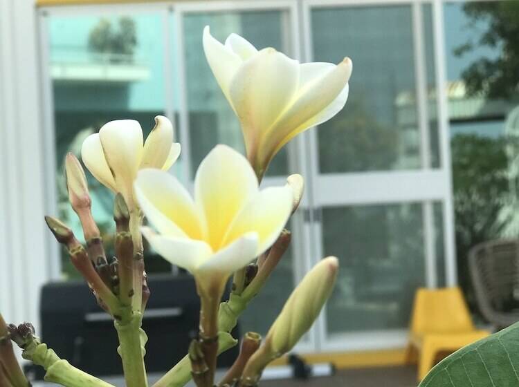 پانسیون Burano Yellow Villa