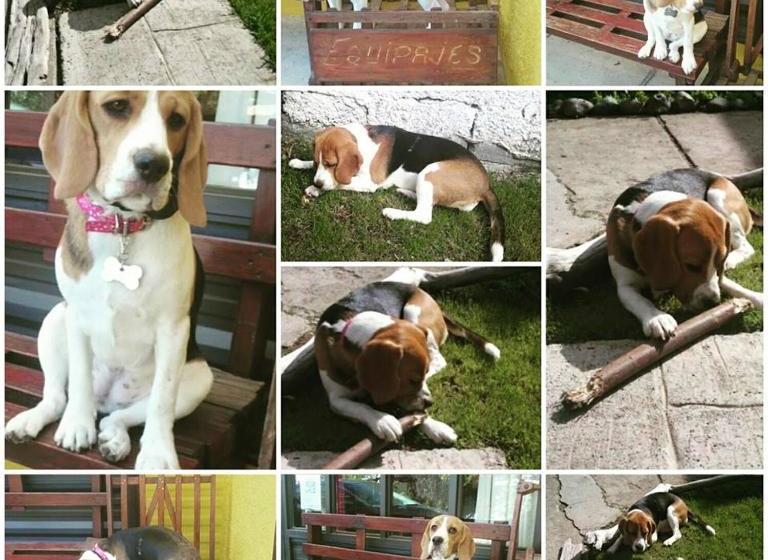 بنسيون Las Cabañitas