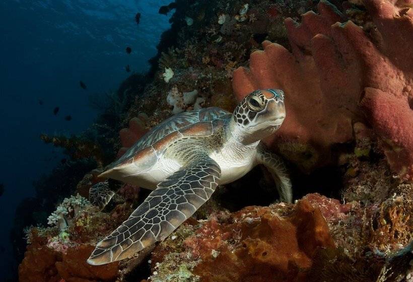 هتل Murex Dive Resort