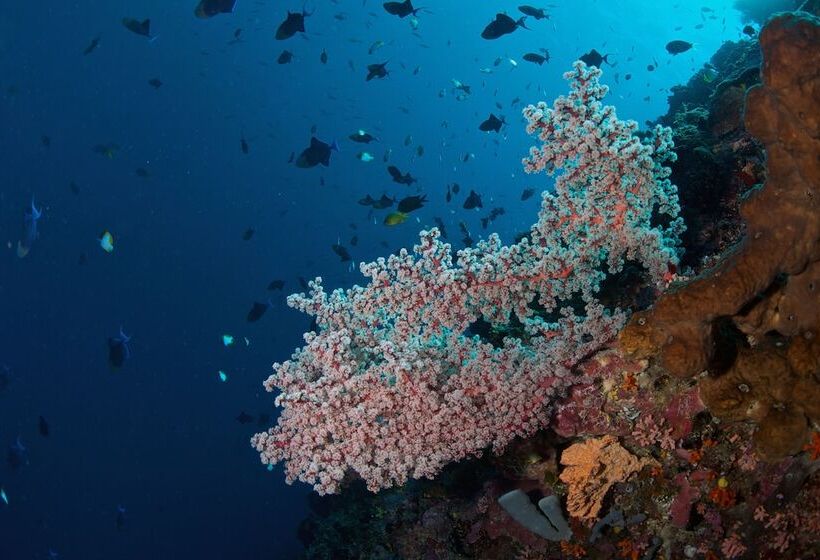 هتل Murex Dive Resort