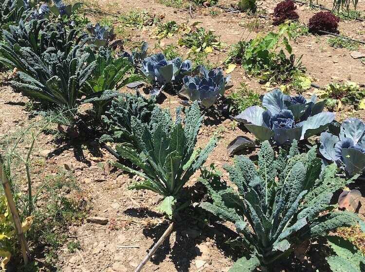 فندق ريفى Ecotara Canary Islands